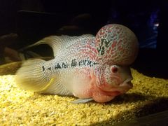 -暹罗海洋世界