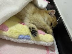 -瑞派福兴宠物医院犬猫全科·骨科·中西医结合(河东店)