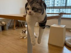 -有喵·猫咖·狗咖·30几只猫10只小狗(岗厦店)