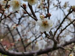 -新虹桥中心花园