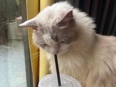 -楼上猫咖(罗湖店)