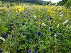 -白草畔自然风景区