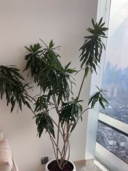 -智美品质医美