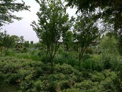 -鹅湖玫瑰文化园
