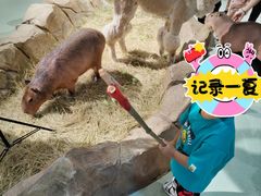 -萌宠奇缘