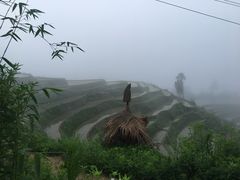 -紫鹊界梯田景区