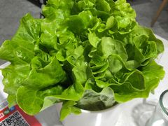 -古乐牛香·鲜牛肉牛杂火锅(千灯店)
