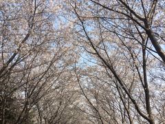 -樱花山风景区