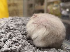 -麻小劲菌汤麻辣烫(体育西路店)