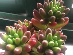 -双季花艺园艺市场(浦东店)