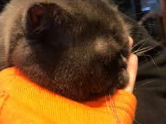 -八公叔叔宠物美容连锁(春申店)