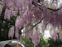 -嘉定紫藤园