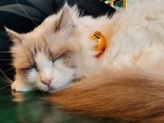-喵喵咪呀布偶猫咖(春熙路店)