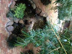 房间里外面的园景-三亚亚龙湾凯莱仙人掌度假酒店