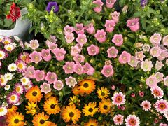 -溪岸路花鸟市场