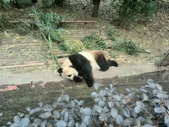 -成都大熊猫繁育研究基地