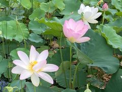 -莲花池公园