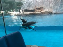 -帝企鹅自助餐厅•儿童岛•真企鹅(长隆企鹅酒店)