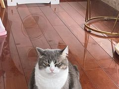 -Catmate·猫肥家润(金润铂宫店)