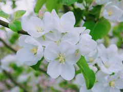 -海棠花溪(元大都城垣遗址公园)