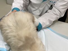 -利又安动物医院··老年病·猫科犬科·中兽医