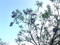 -深圳龙潭公园