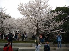-武汉大学-樱园