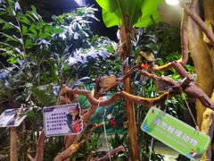 -正佳雨林生态植物园