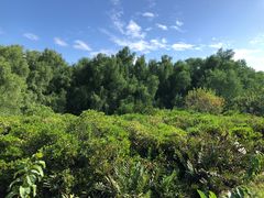 -大亚湾红树林城市湿地公园