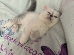 -心仪动物医院·牙专科·肿瘤·心脏科(西客站院)