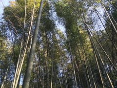 -缙云山景区
