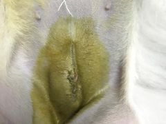 -芭比堂动物医院广州顽皮分院