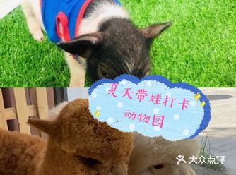 夏天来了，带上娃去乐多的城堡（萌宠互动体验馆）