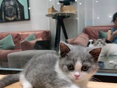 -袖虎·猫馆(体育西路店)