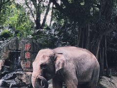 -深圳野生动物园