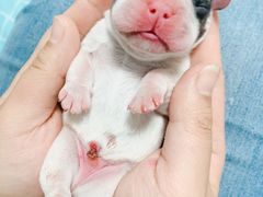 -美联众合宠物医院·爱萌分院·内外科·猫科中心