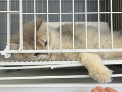 -翊宠yipet猫狗购宠庄园犬舍•猫舍