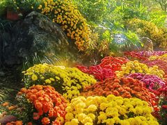 -杭州植物园