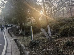 -南京老山国家森林公园