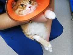-喜多萌中农锦绣动物医院24H·猫科·牙科MRI·CT