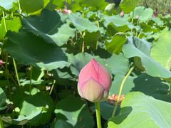 -莲花池公园