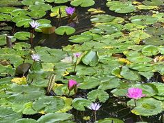 -广东花都湖国家湿地公园