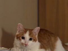 -纳吉亚猫专科动物医院·北北分院