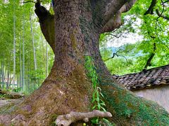 -塔川景区