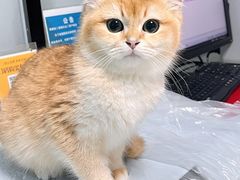 -半岛宠物医院24小时(科华中路店)