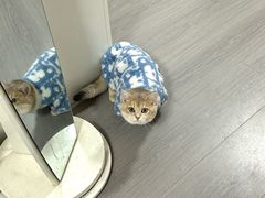 -伟伟宠物医院·瑞派猫友好医院·猫科(光谷店)
