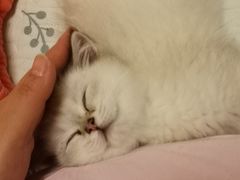 -欣宠猫屋·矮脚拿破仑·蓝金金渐层