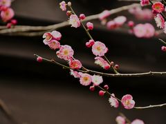 -慧因高丽寺
