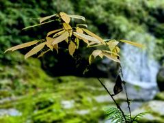 -瓦屋山景区