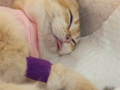 -纳吉亚猫专科动物医院·北北分院